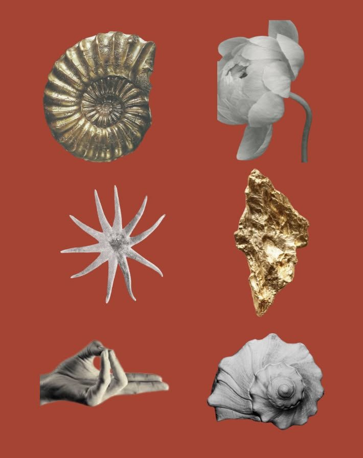 Shells, a starfish, a flower and gold on a red background