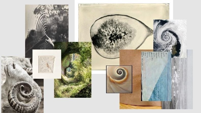 Collage of shells, spirals, moss, water and fig textures