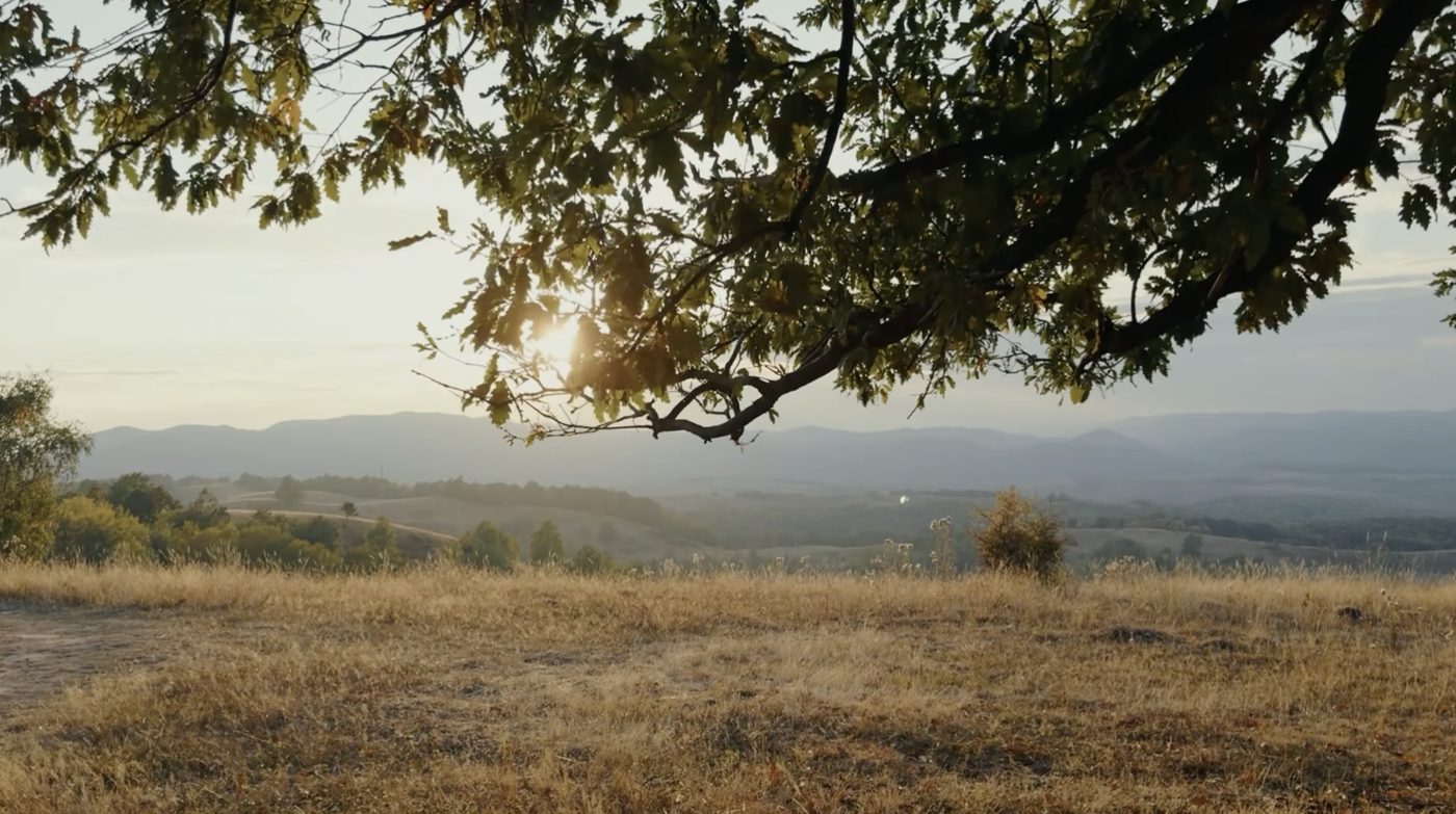 Golden hills at sunset under an oak branch