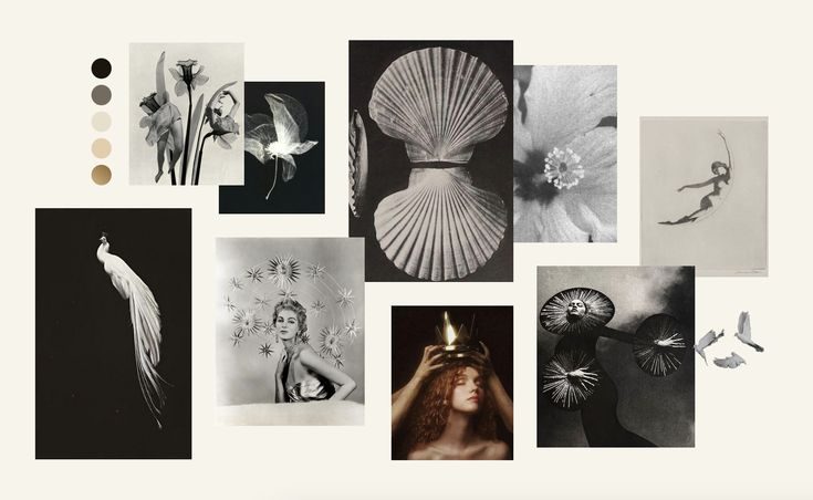 Moodboard of black-and-white flowers, shells, a peacock and portraits