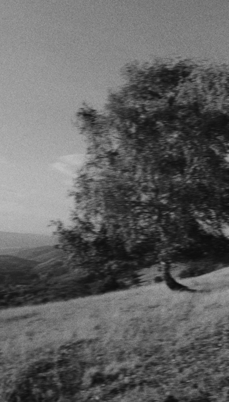 A lone tree on a windy hillside, black and white